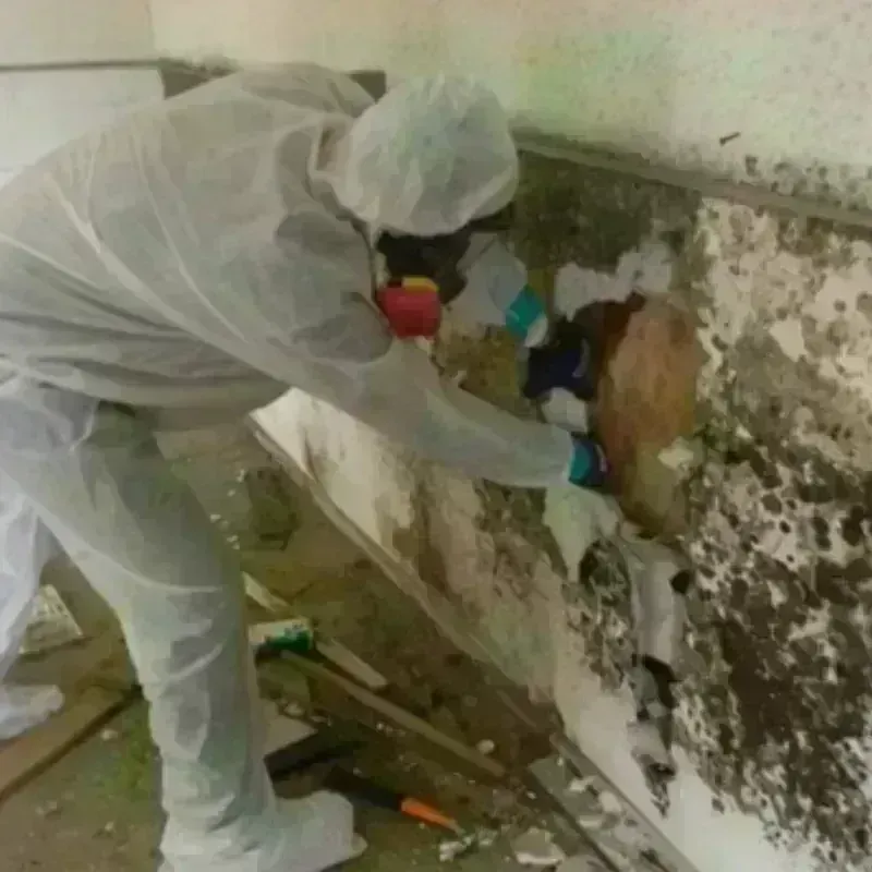 Mold Remediation and Removal in Leisure Village East, NJ